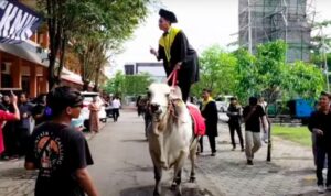 Mahasiswa Wisuda Naik Sapi