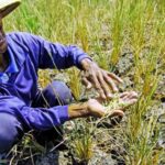 Jateng kekurangan pasokan beras karena dampak kemarau panjang dan fenomena El nino