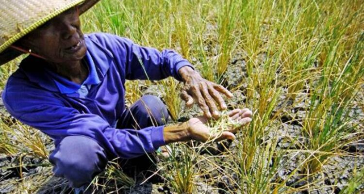 Jateng kekurangan pasokan beras karena dampak kemarau panjang dan fenomena El nino